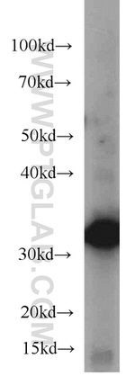 Annexin A2 Antibody in Western Blot (WB)