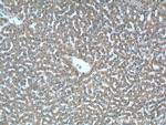 ASS1 Antibody in Immunohistochemistry (Paraffin) (IHC (P))