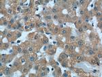 ASS1 Antibody in Immunohistochemistry (Paraffin) (IHC (P))