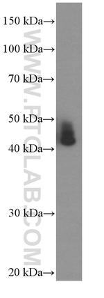 ASS1 Antibody in Western Blot (WB)