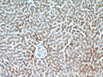 ASS1 Antibody in Immunohistochemistry (Paraffin) (IHC (P))