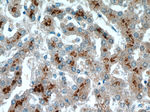 ASS1 Antibody in Immunohistochemistry (Paraffin) (IHC (P))