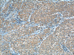 ASS1 Antibody in Immunohistochemistry (Paraffin) (IHC (P))