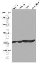 ATP5A1 Antibody in Western Blot (WB)