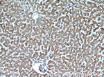 ATP5A1 Antibody in Immunohistochemistry (Paraffin) (IHC (P))