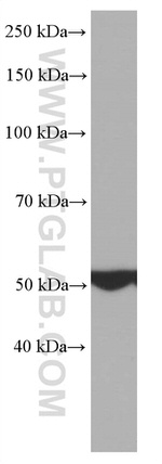 ATP5A1 Antibody in Western Blot (WB)