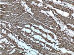 CUL4A Antibody in Immunohistochemistry (Paraffin) (IHC (P))