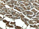 CUL4A Antibody in Immunohistochemistry (Paraffin) (IHC (P))