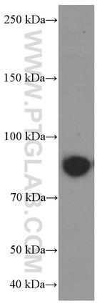 CUL4A Antibody in Western Blot (WB)