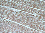 CUL4A Antibody in Immunohistochemistry (Paraffin) (IHC (P))