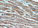 CUL4A Antibody in Immunohistochemistry (Paraffin) (IHC (P))