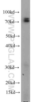 CUL4A Antibody in Western Blot (WB)