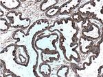 HSP60 Antibody in Immunohistochemistry (Paraffin) (IHC (P))