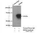 HSP60 Antibody in Immunoprecipitation (IP)