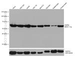 HSP60 Antibody in Western Blot (WB)