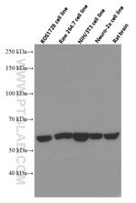 HSP60 Antibody in Western Blot (WB)