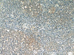 HSP60 Antibody in Immunohistochemistry (Paraffin) (IHC (P))