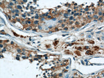 HSP60 Antibody in Immunohistochemistry (Paraffin) (IHC (P))