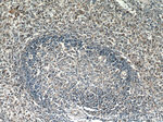 HSP60 Antibody in Immunohistochemistry (Paraffin) (IHC (P))