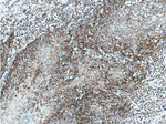 HSP60 Antibody in Immunohistochemistry (Paraffin) (IHC (P))