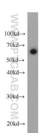 HSP60 Antibody in Western Blot (WB)