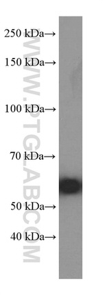 HSP60 Antibody in Western Blot (WB)