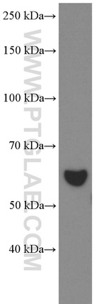 HSP60 Antibody in Western Blot (WB)