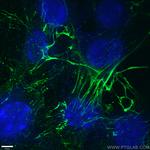 Fibronectin Antibody in Immunocytochemistry (ICC/IF)