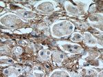 Fibronectin Antibody in Immunohistochemistry (Paraffin) (IHC (P))