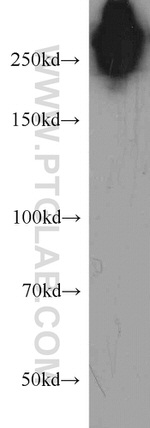 Fibronectin Antibody in Western Blot (WB)