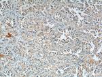 LONP1 Antibody in Immunohistochemistry (Paraffin) (IHC (P))