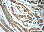 LONP1 Antibody in Immunohistochemistry (Paraffin) (IHC (P))