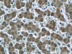 LONP1 Antibody in Immunohistochemistry (Paraffin) (IHC (P))