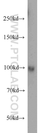 LONP1 Antibody in Western Blot (WB)