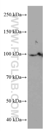 LONP1 Antibody in Western Blot (WB)