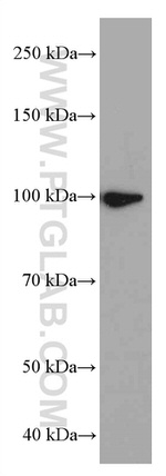 LONP1 Antibody in Western Blot (WB)