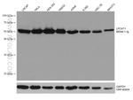 LPCAT1 Antibody in Western Blot (WB)