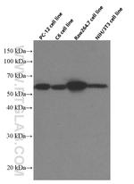 LPCAT1 Antibody in Western Blot (WB)