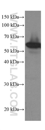 LPCAT1 Antibody in Western Blot (WB)