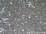 IA-2/PTPRN Antibody in Immunohistochemistry (Paraffin) (IHC (P))