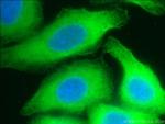 RPS3 Antibody in Immunocytochemistry (ICC/IF)