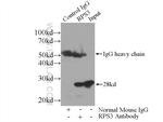 RPS3 Antibody in Immunoprecipitation (IP)