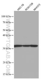 RPS3 Antibody in Western Blot (WB)