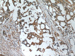 RPS3 Antibody in Immunohistochemistry (Paraffin) (IHC (P))