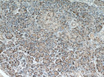 RPS3 Antibody in Immunohistochemistry (Paraffin) (IHC (P))