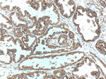 RPS3 Antibody in Immunohistochemistry (Paraffin) (IHC (P))