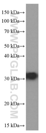 RPS3 Antibody in Western Blot (WB)