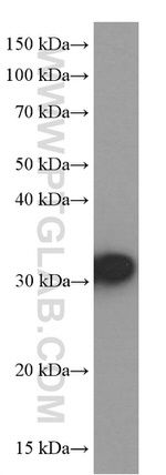 RPS3 Antibody in Western Blot (WB)