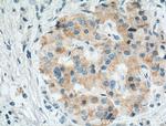 Cyclophilin B Antibody in Immunohistochemistry (Paraffin) (IHC (P))