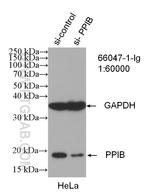 Cyclophilin B Antibody in Western Blot (WB)